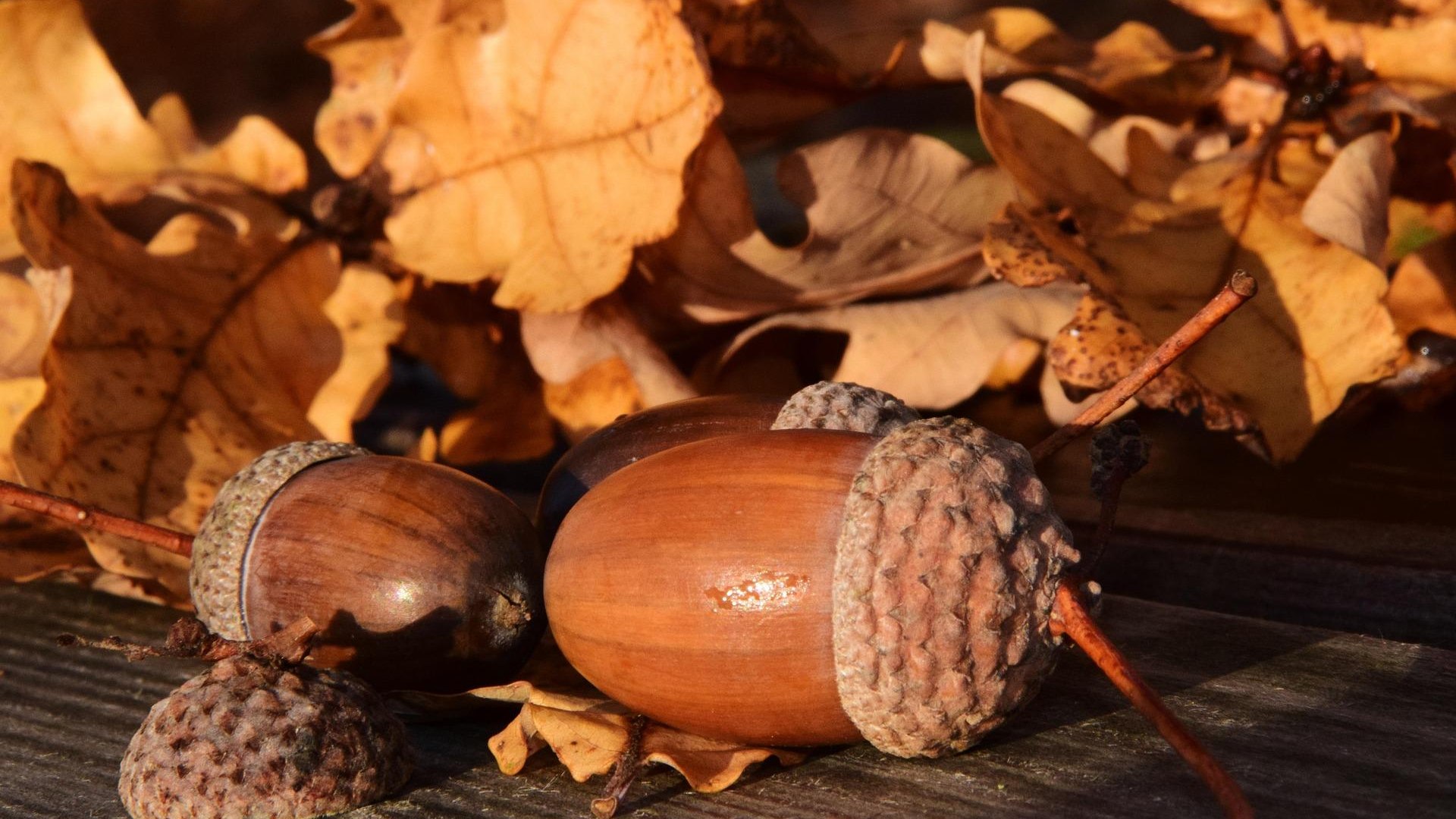 Kochen mit Bäumen | © Ulrike Leone Kochen mit Bäumen | © Ulrike Leone