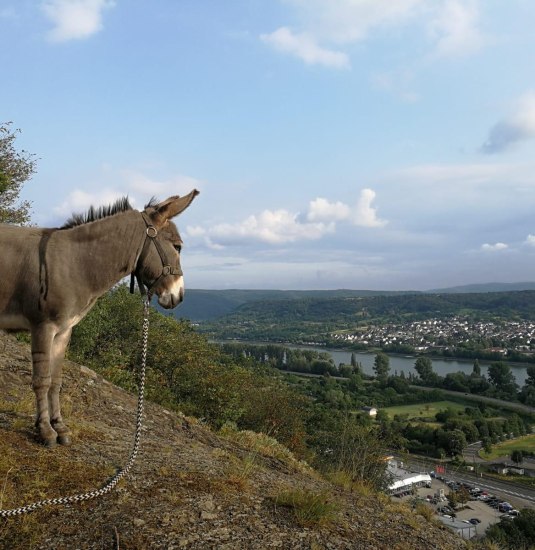Eselwanderung | © Forstmühle Eselwanderung | © Forstmühle